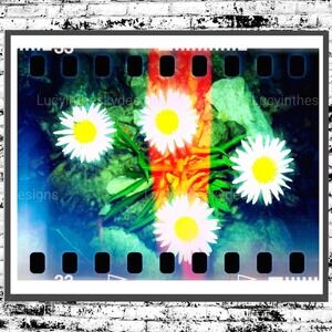 Wild Daisies Rainbow Surreal Nature Art Photography 8.5x11